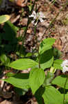 Broadleaf Barbara's buttons